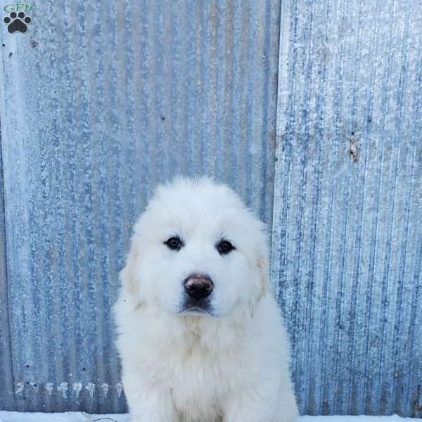 Pork Chop, Great Pyrenees Puppy